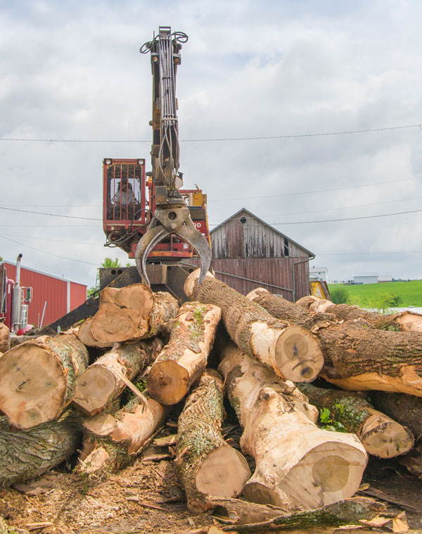 timber-harvesting-yoder-lumber