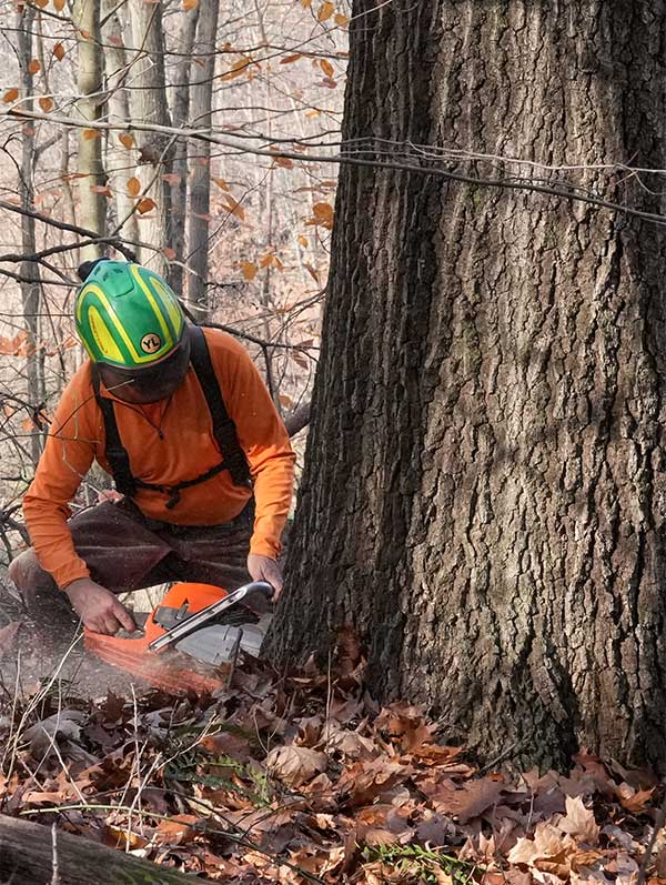 Ohio Timber harvesting